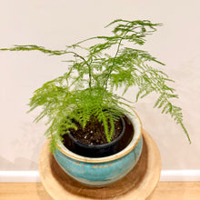 Load image into Gallery viewer, Asparagus Fern
