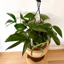 Load image into Gallery viewer, Philodendron Dragon Tail
