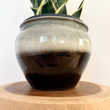 Load image into Gallery viewer, Sansevieria Lotus Hahnii
