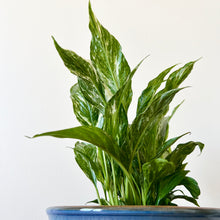 Load image into Gallery viewer, Variegated Peace Lily
