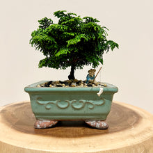 Load image into Gallery viewer, Hinoki Cypress
