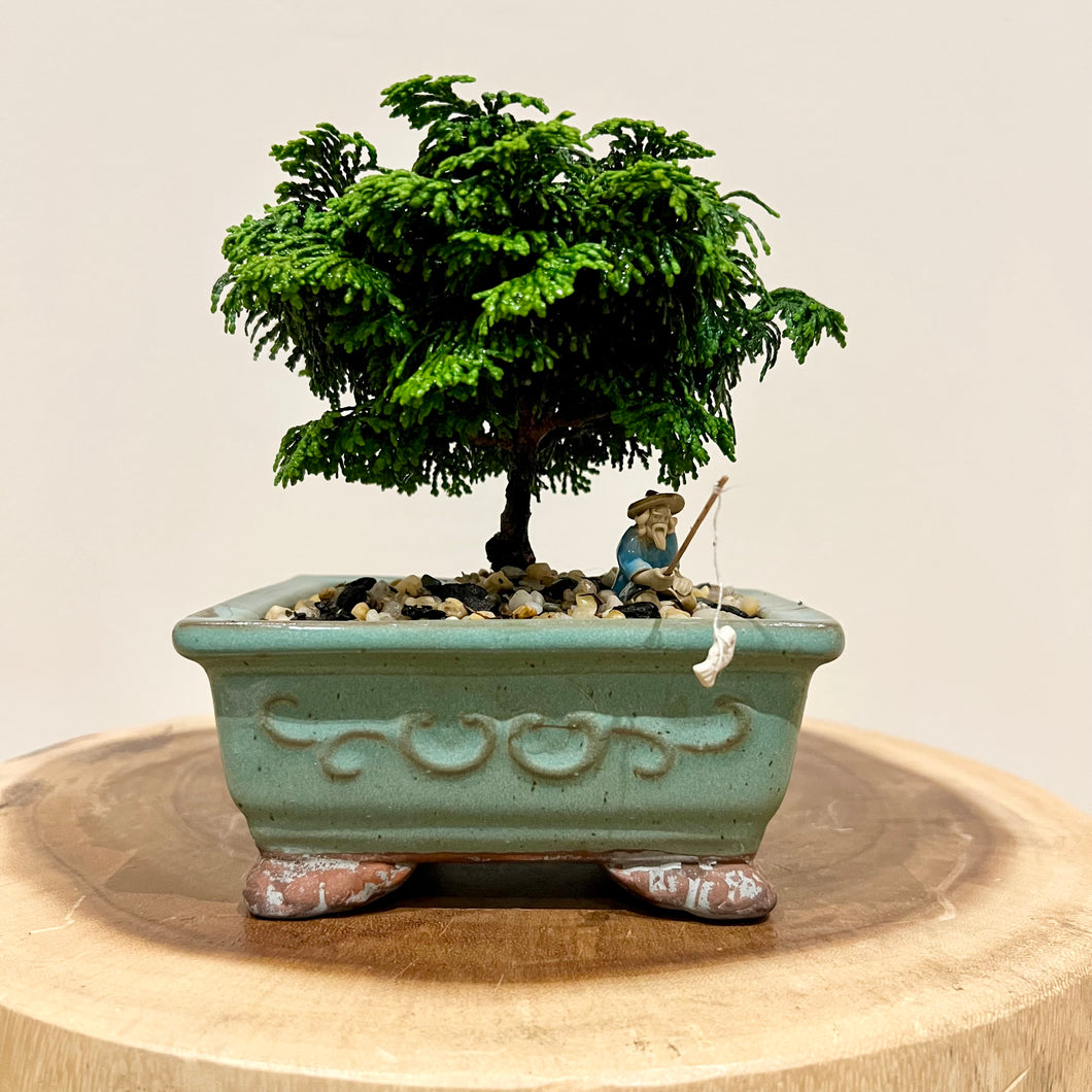 Hinoki Cypress