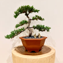 Load image into Gallery viewer, Juniper Squamata
