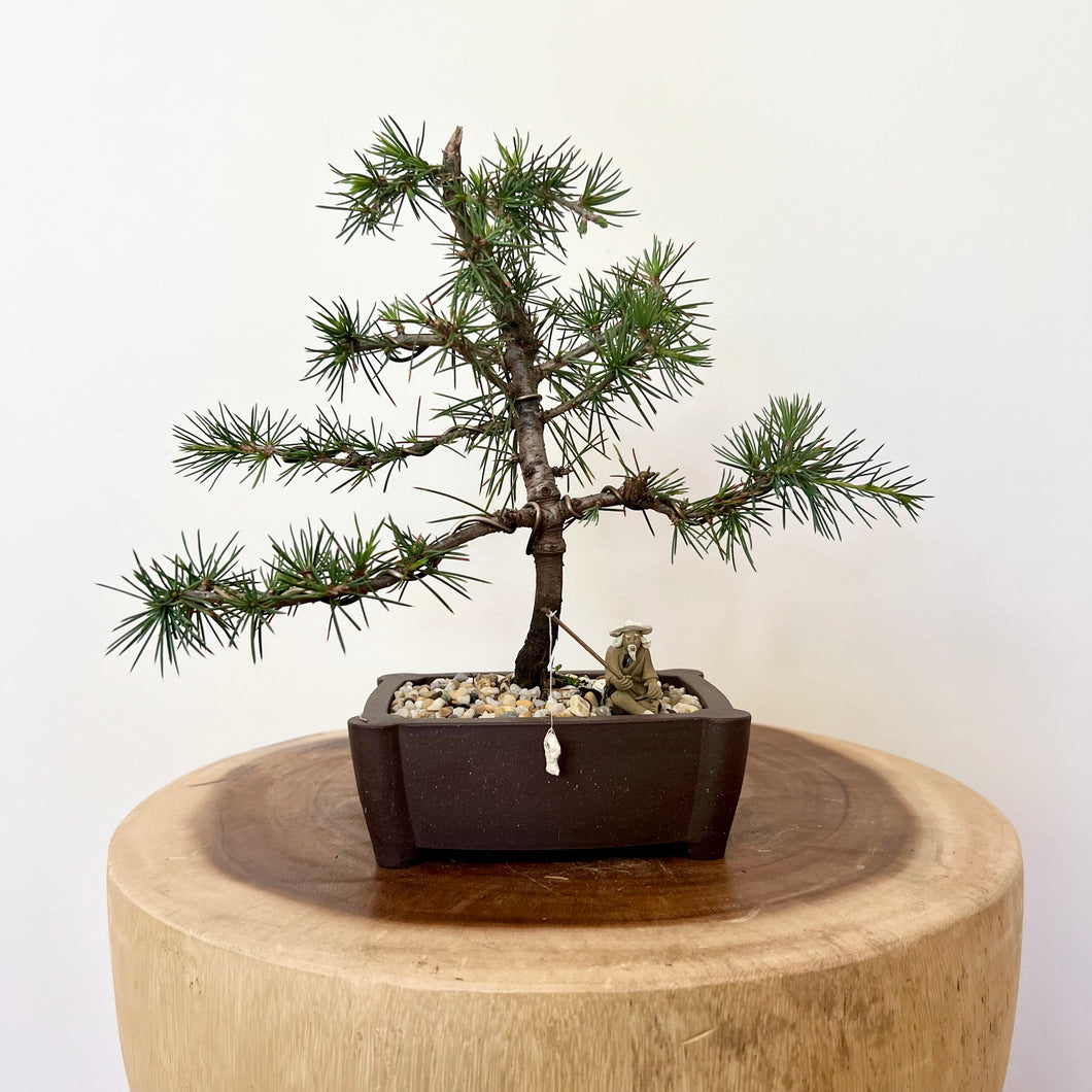Atlas Cedar