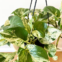 Load image into Gallery viewer, Marble Queen Hanging Basket
