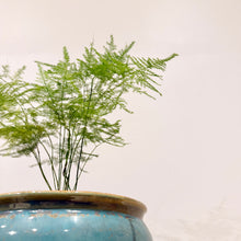 Load image into Gallery viewer, Asparagus Fern
