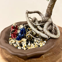 Load image into Gallery viewer, Chinese Elm
