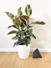 Load image into Gallery viewer, Ficus Tineke with Cover Pot
