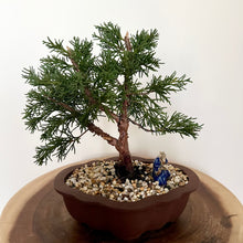 Load image into Gallery viewer, Shimpaku Juniper
