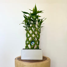 Load image into Gallery viewer, Lucky Bamboo Arrangement
