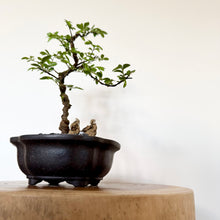 Load image into Gallery viewer, Chinese Elm
