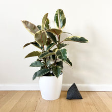 Load image into Gallery viewer, Ficus Tineke with Cover Pot
