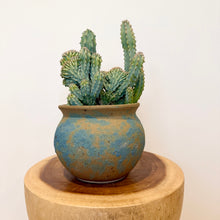 Load image into Gallery viewer, Cristata Geometrizans Cactus
