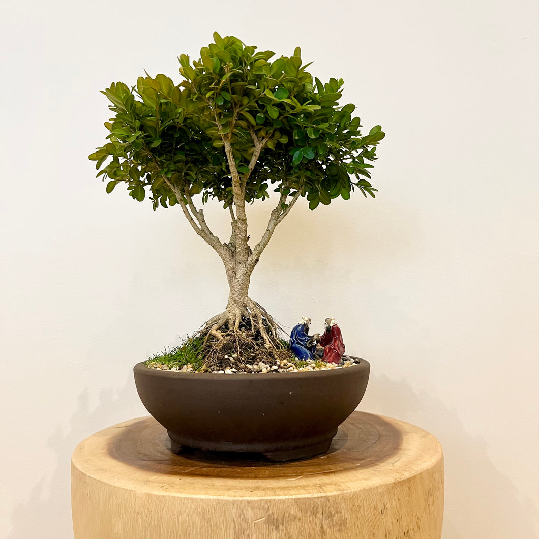 Japanese Buxus