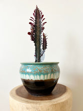 Load image into Gallery viewer, Red Euphorbia Trigona
