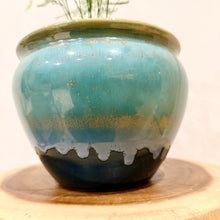 Load image into Gallery viewer, Asparagus Fern
