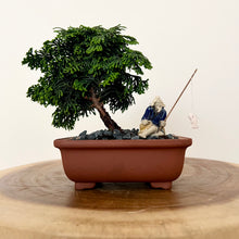 Load image into Gallery viewer, Hinoki Cypress
