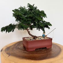 Load image into Gallery viewer, Dwarf Hinoki Cypress
