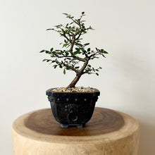 Load image into Gallery viewer, Chinese Elm
