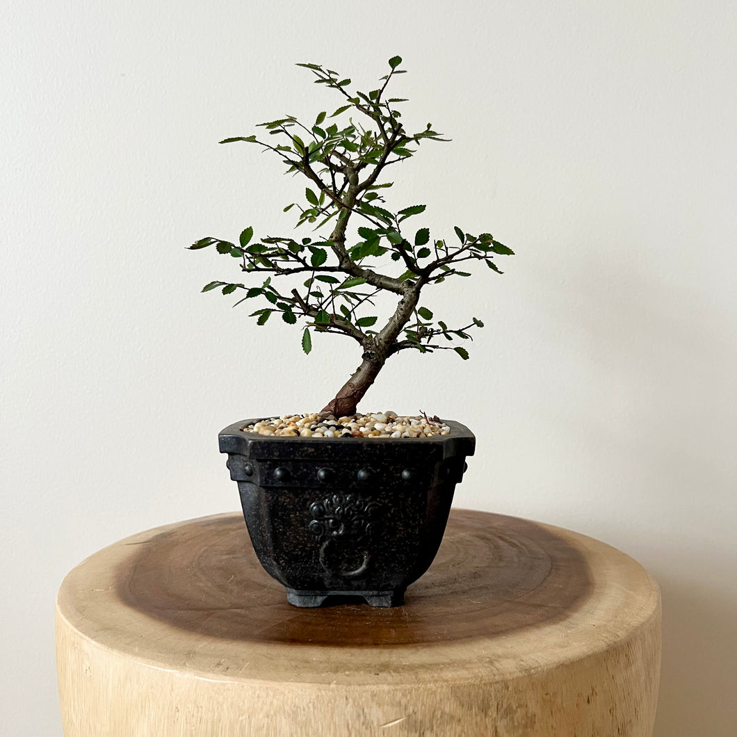 Chinese Elm