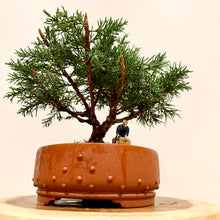 Load image into Gallery viewer, Shimpaku Juniper
