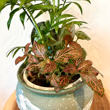 Load image into Gallery viewer, Parlour Palm Garden Mix
