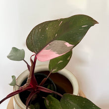 Load image into Gallery viewer, Philodendron Pink Princess
