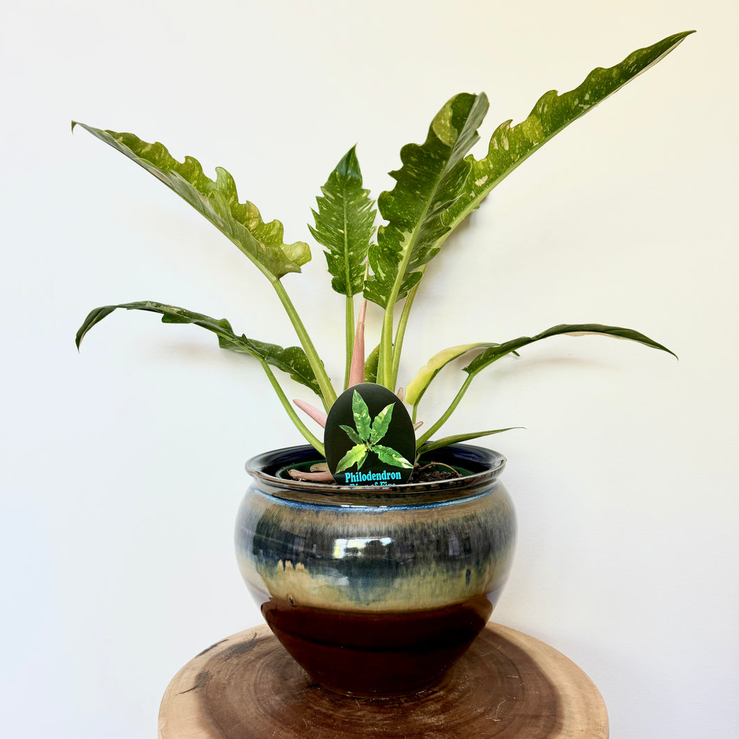 Philodendron Ring of Fire