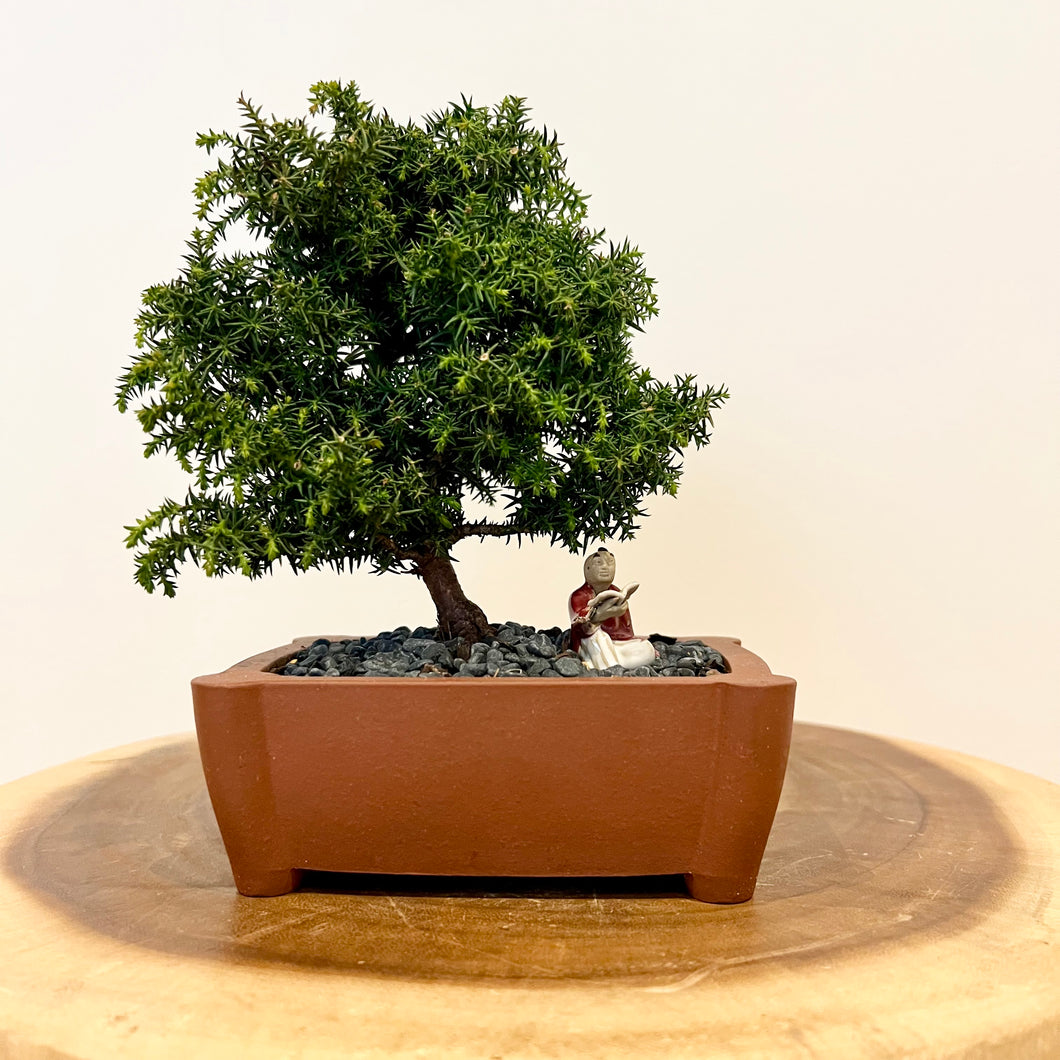 Japanese Red Cedar