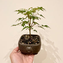 Load image into Gallery viewer, Japanese Maple
