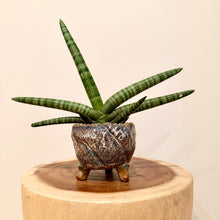 Load image into Gallery viewer, Sansevieria Boncel
