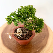Load image into Gallery viewer, Hinoki Cypress
