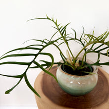 Load image into Gallery viewer, Philodendron Tortum
