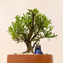 Load image into Gallery viewer, Buxus Harlandii
