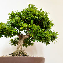 Load image into Gallery viewer, Japanese Kingsville Buxus
