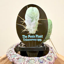 Load image into Gallery viewer, Penis Cactus
