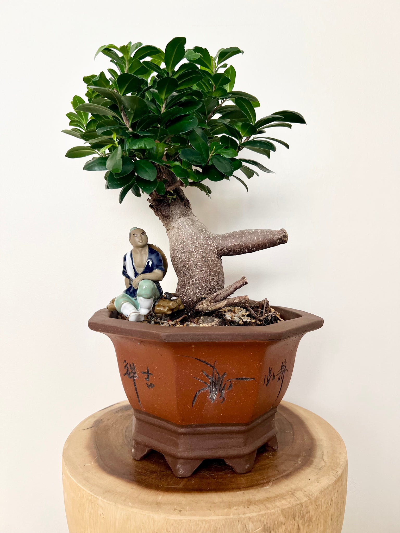 buddha belly bonsai tree Large Grafted Buddha Belly – B&G Plants and Pottery