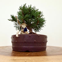 Load image into Gallery viewer, Juniper Shimpaku
