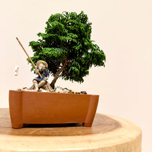 Load image into Gallery viewer, Hinoki Cypress
