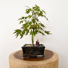 Load image into Gallery viewer, Japanese Maple
