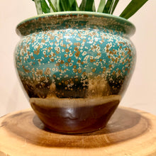 Load image into Gallery viewer, Sansevieria Silver Princess
