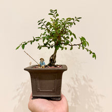 Load image into Gallery viewer, Chinese Elm
