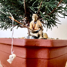 Load image into Gallery viewer, Shimpaku Juniper
