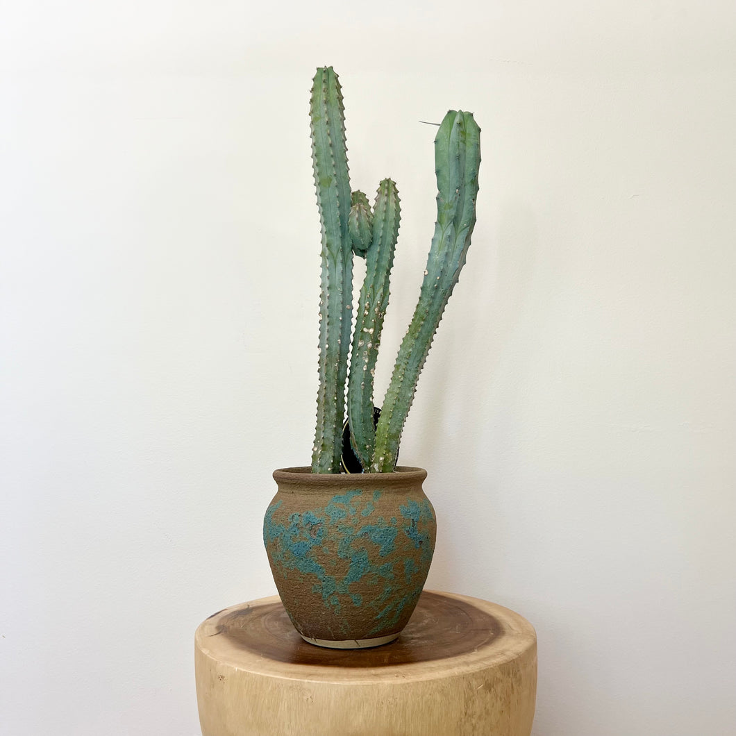 Blue Torch Cactus