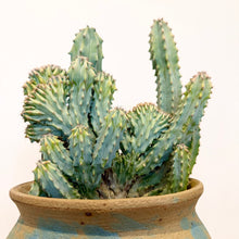 Load image into Gallery viewer, Cristata Geometrizans Cactus

