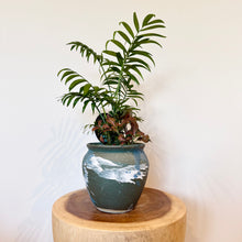 Load image into Gallery viewer, Parlour Palm Garden Mix
