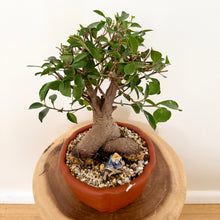 Load image into Gallery viewer, Ficus Bonsai
