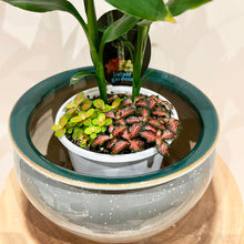 Load image into Gallery viewer, Lucky Bamboo Cluster Tips
