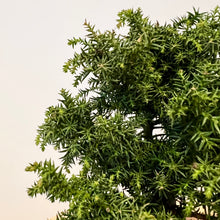 Load image into Gallery viewer, Japanese Red Cedar
