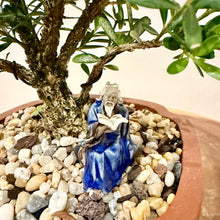 Load image into Gallery viewer, Buxus Harlandii
